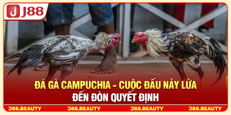 Đá Gà Campuchia: Bí Kíp Bắt Kèo Chuẩn Từng Hiệp, Ăn Thưởng Đậm 1 Đá Gà Campuchia