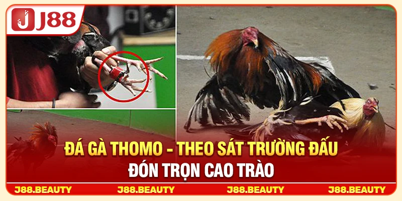Đá Gà Thomo: Trường Đấu Đỉnh Cao, Kịch Tính Đến Từng Phút 2 Đá Gà Thomo